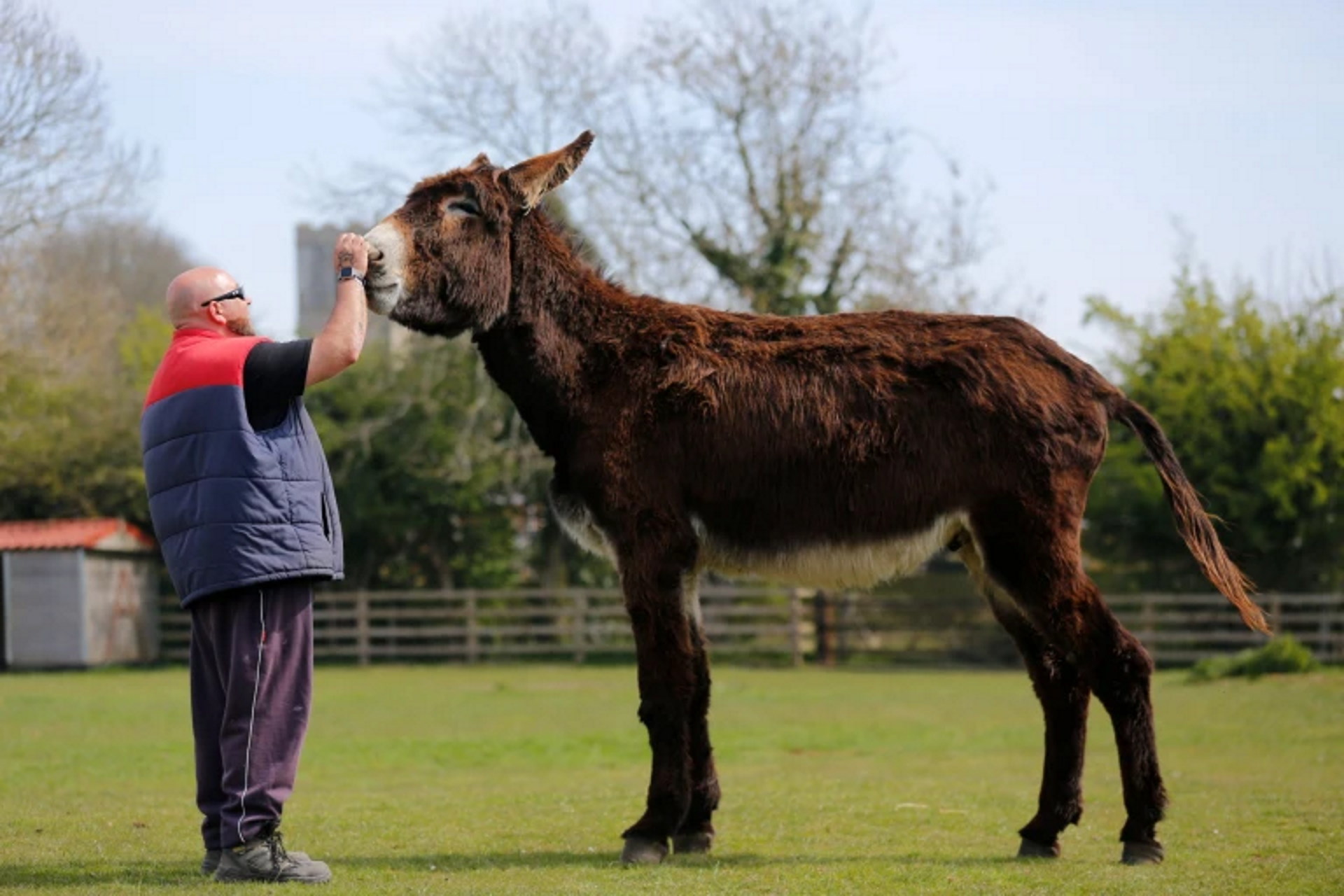 Radcliffe Donkey Sanctuary - Derek the American Mammoth Jackstock Donkey