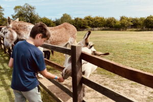 Radcliffe Donkey Sanctuary - Donkey Feeding