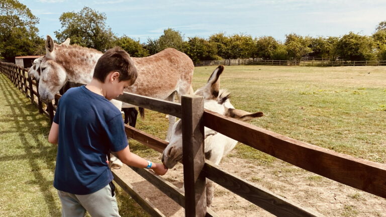 Radcliffe Donkey Sanctuary - Donkey Feeding