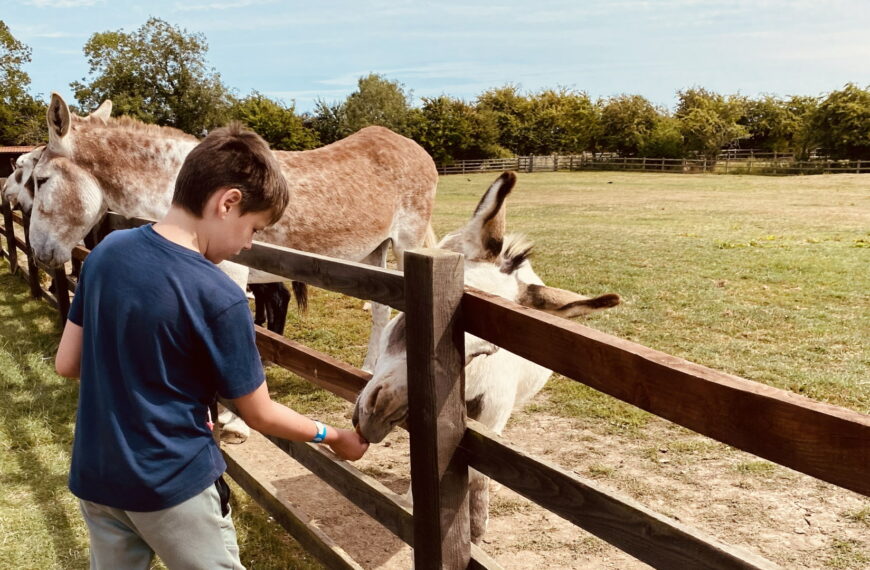 Radcliffe Donkey Sanctuary - Donkey Feeding