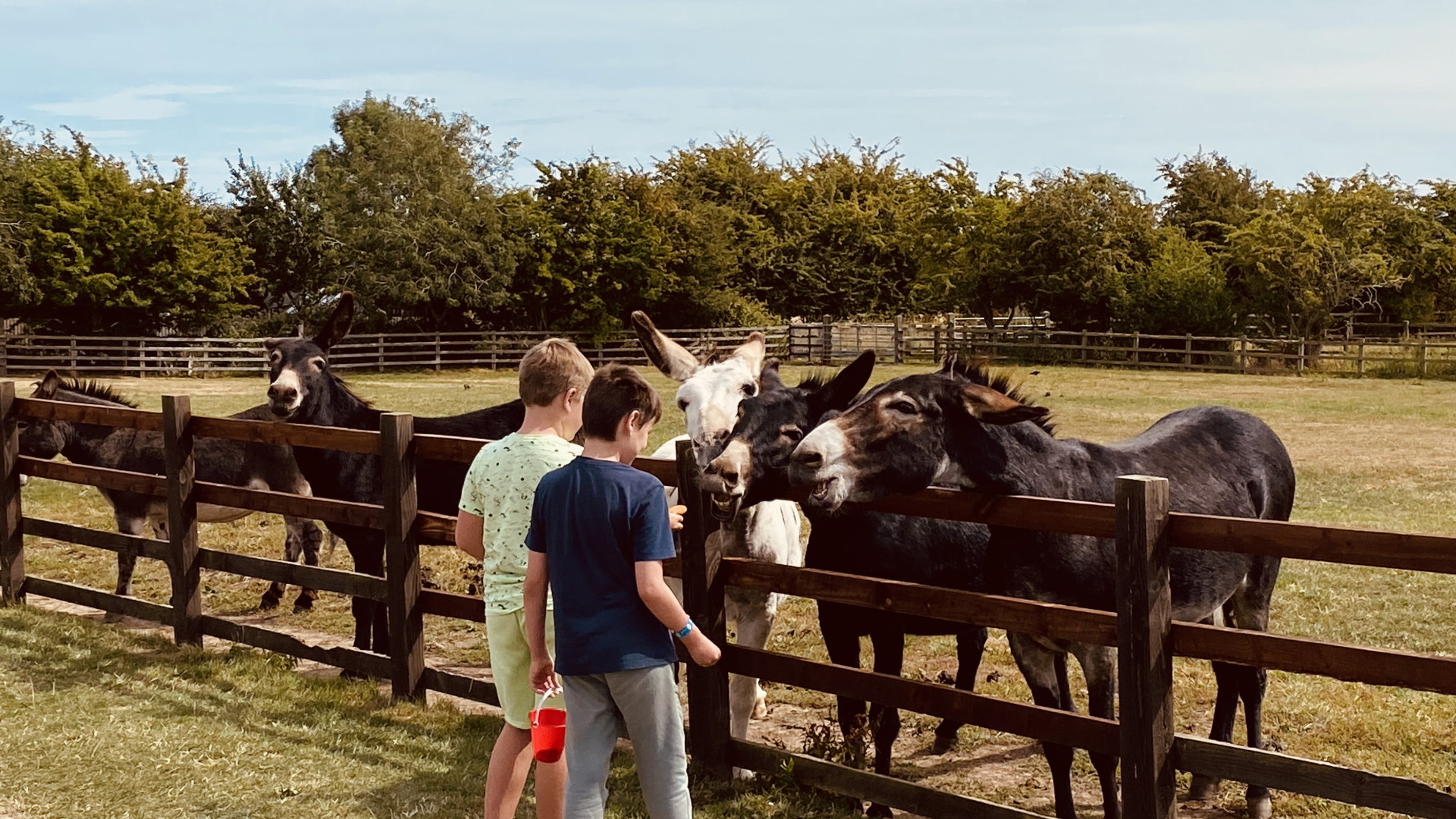 Radcliffe Donkey Sanctuary - Feed the Donkeys