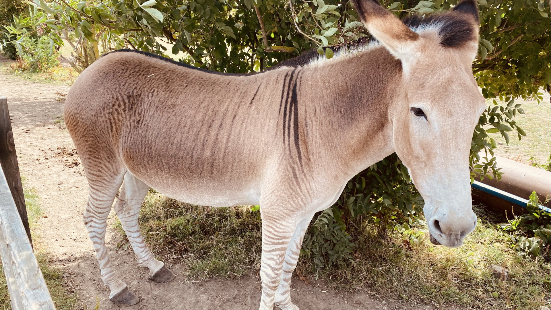 Radcliffe Donkey Sanctuary - Zambi the Zonkey