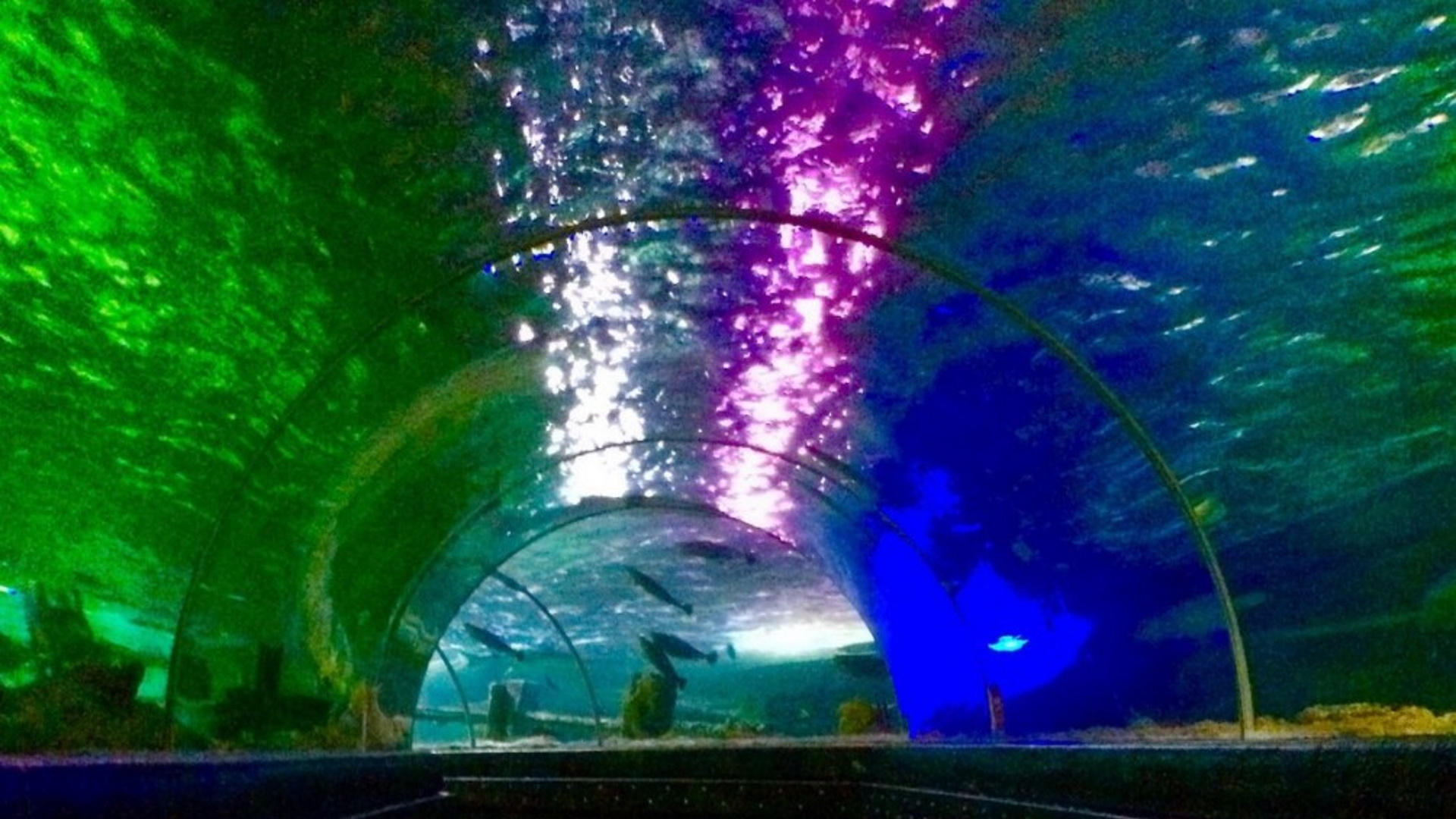 SEA LIFE Brighton - Ocean Tunnel
