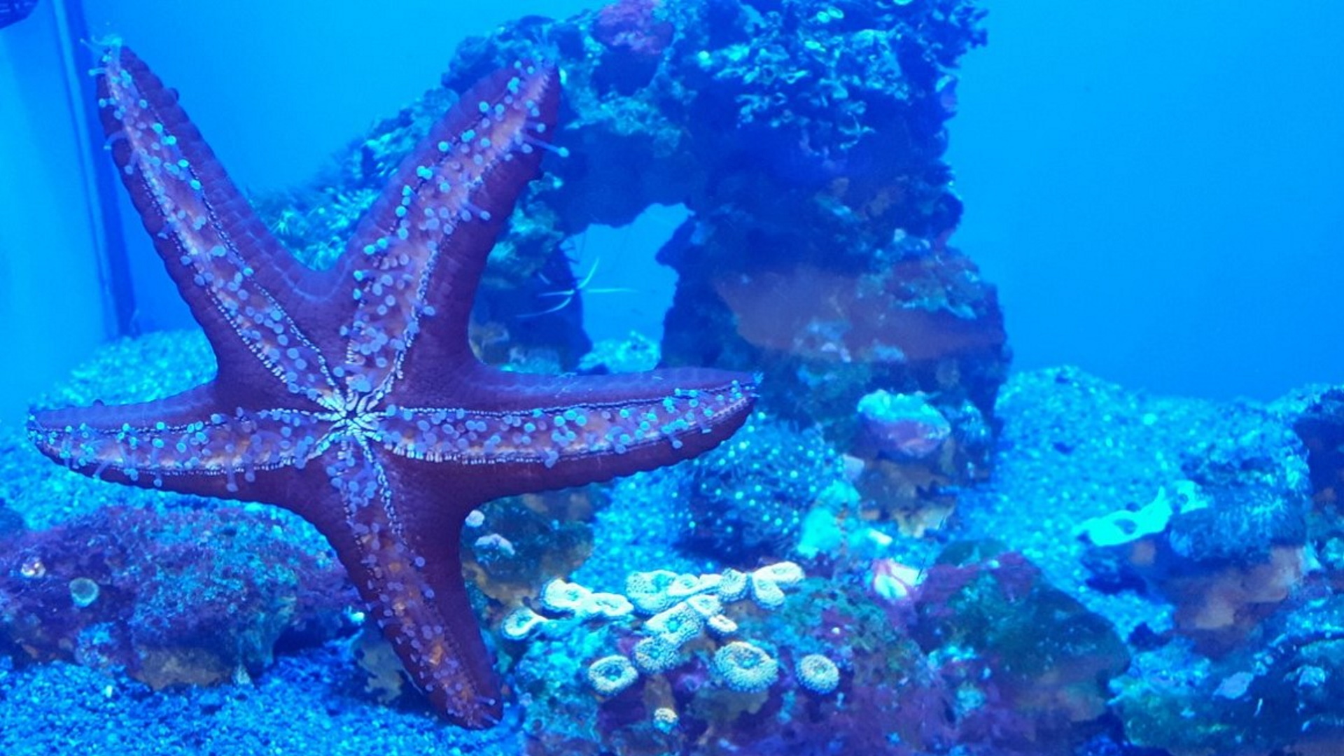 SEA LIFE Brighton - Starfish