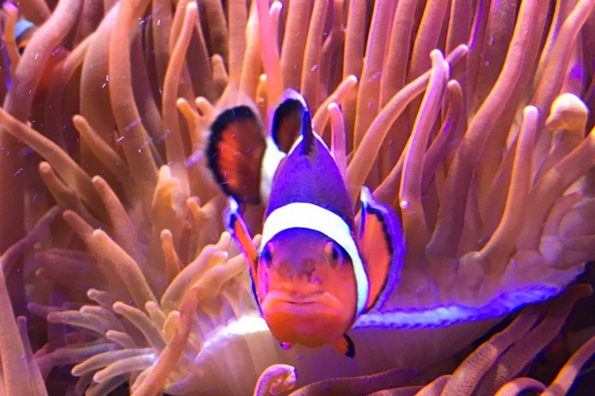 SEALIFE Huntstanton
