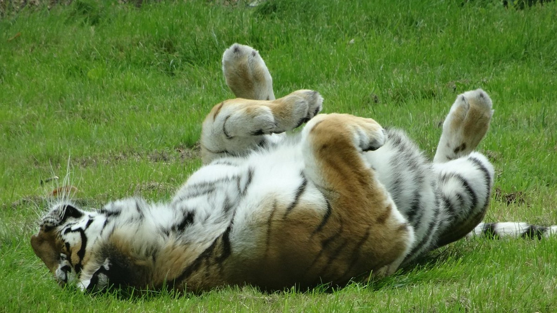 Woburn Safari Park - Tiger