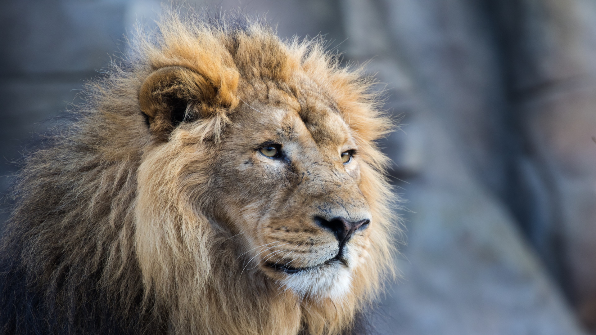 ZSL London Zoo - Asiatic Lion