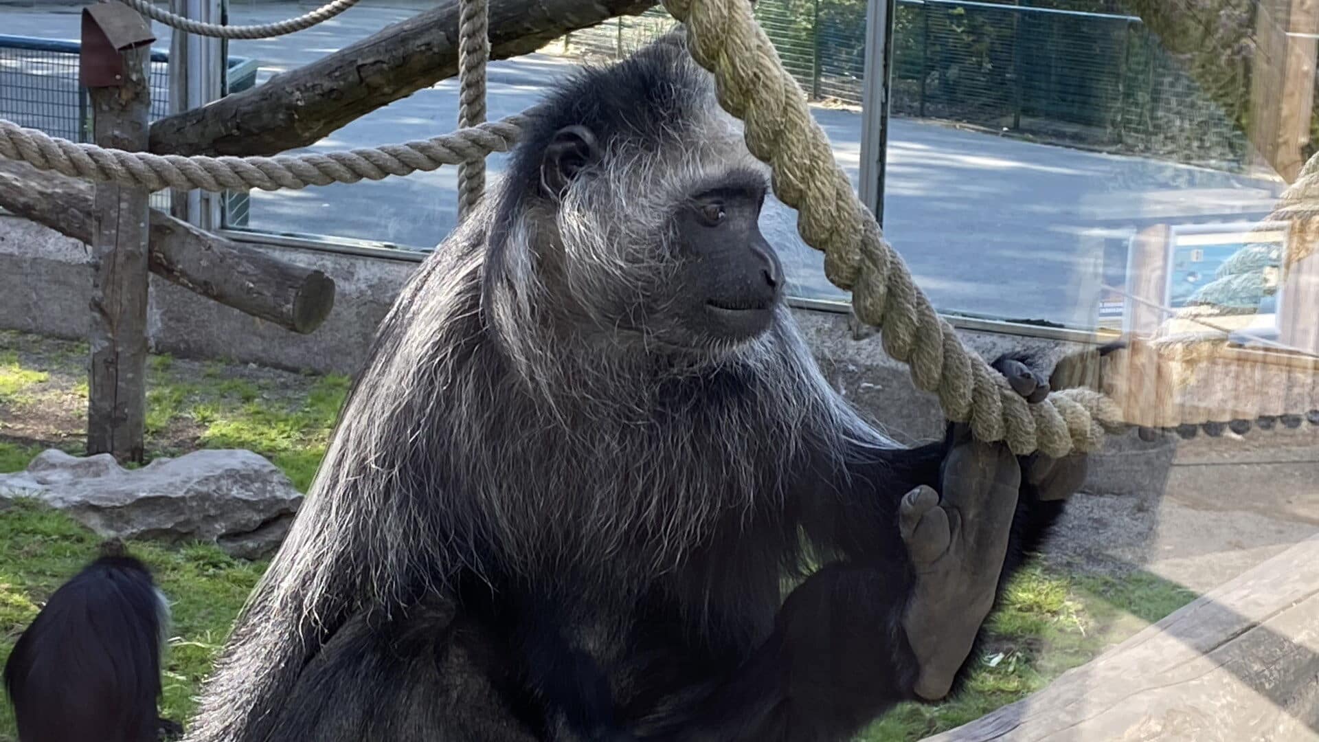 Blackpool Zoo - Happy Monkey