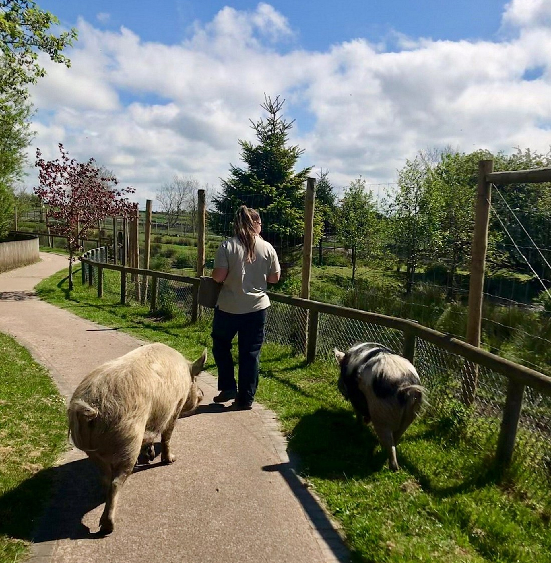 Peak Wildlife Park - Pigs