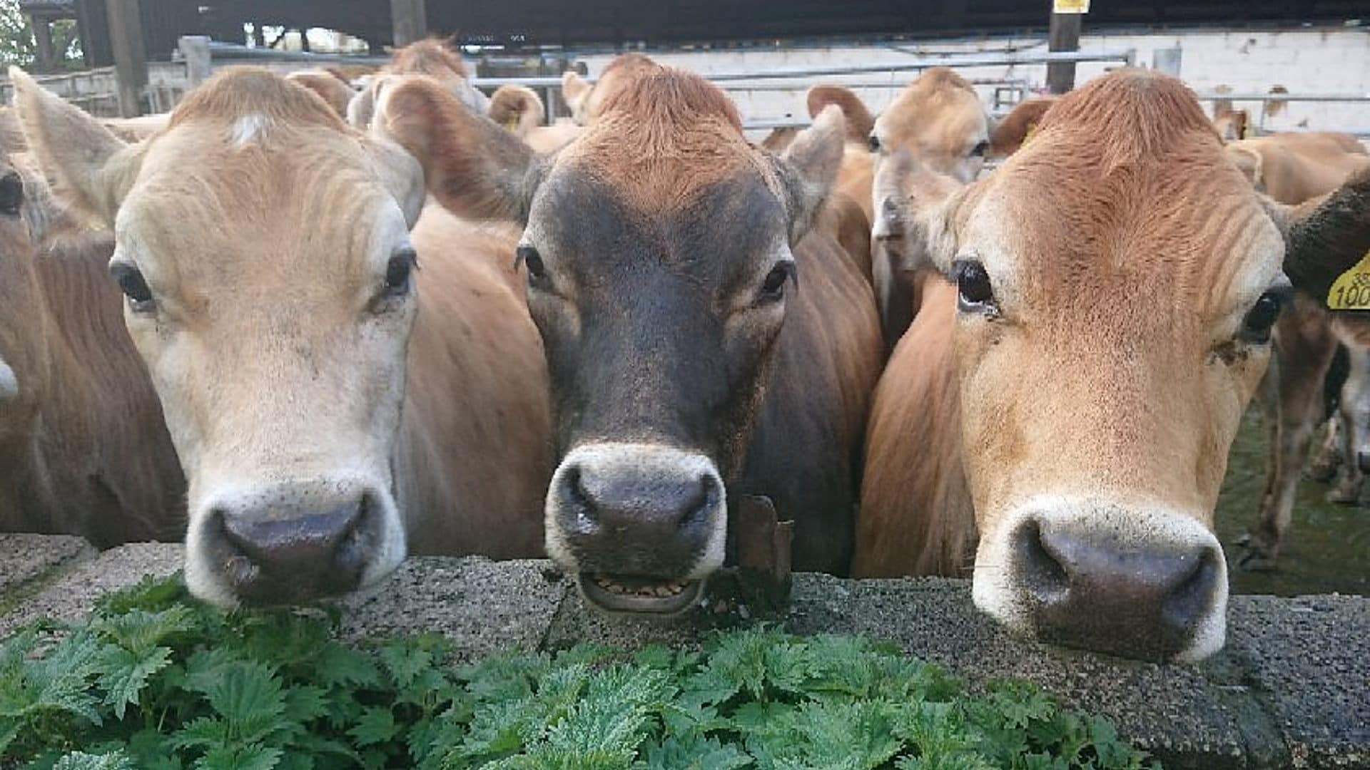 Roskillys Farm - Jersey Cows