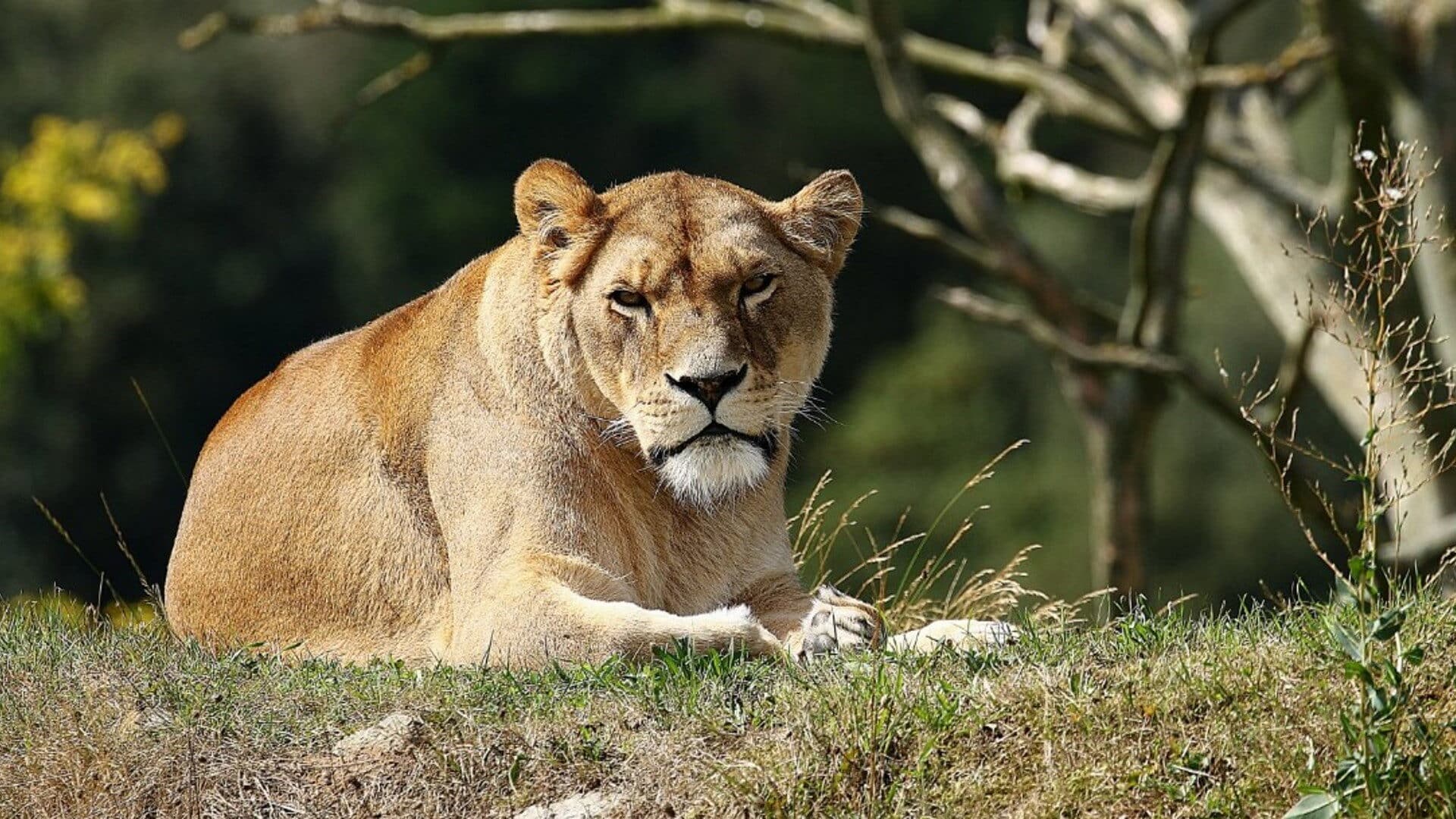 Yorkshire Wildlife Park - Lion