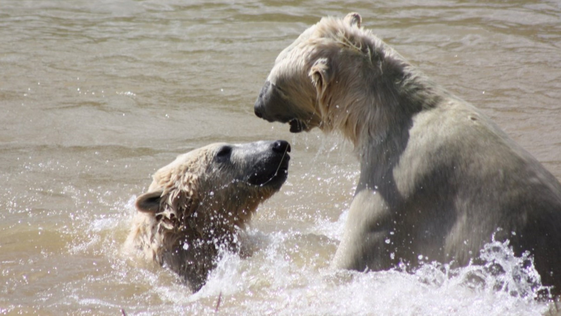 Yorkshire Wildlife Park - Polar Bears