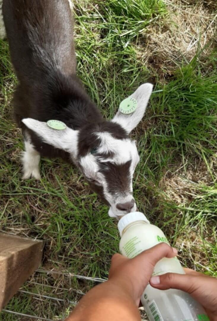 Monk Park Farm Feed the Animals