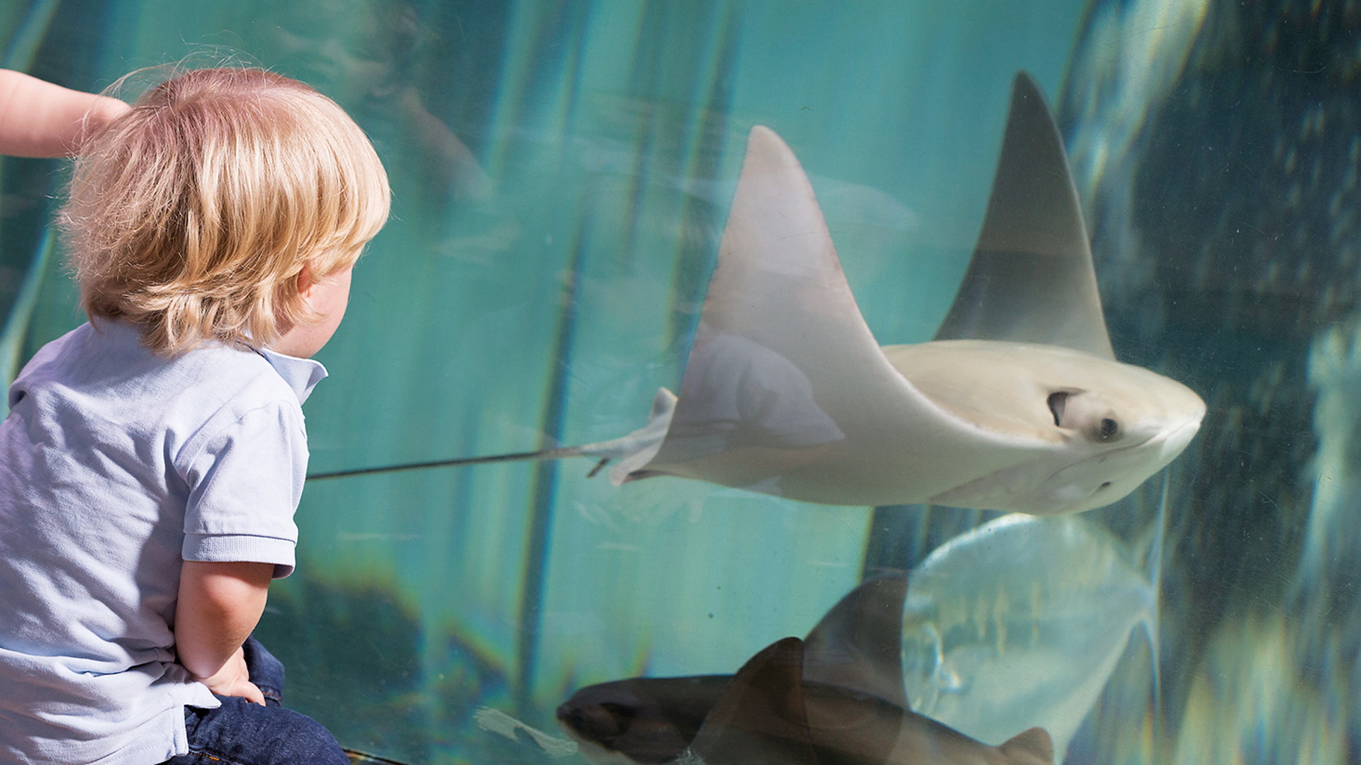 SEA LIFE London Aquarium - Cownose Ray