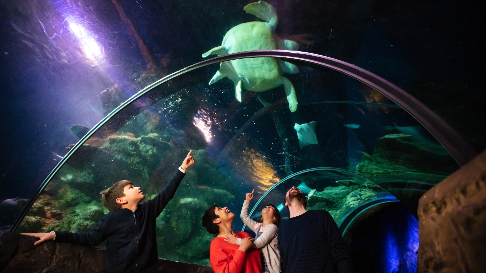 SEA LIFE London Aquarium - Ocean Tunnel Turtle