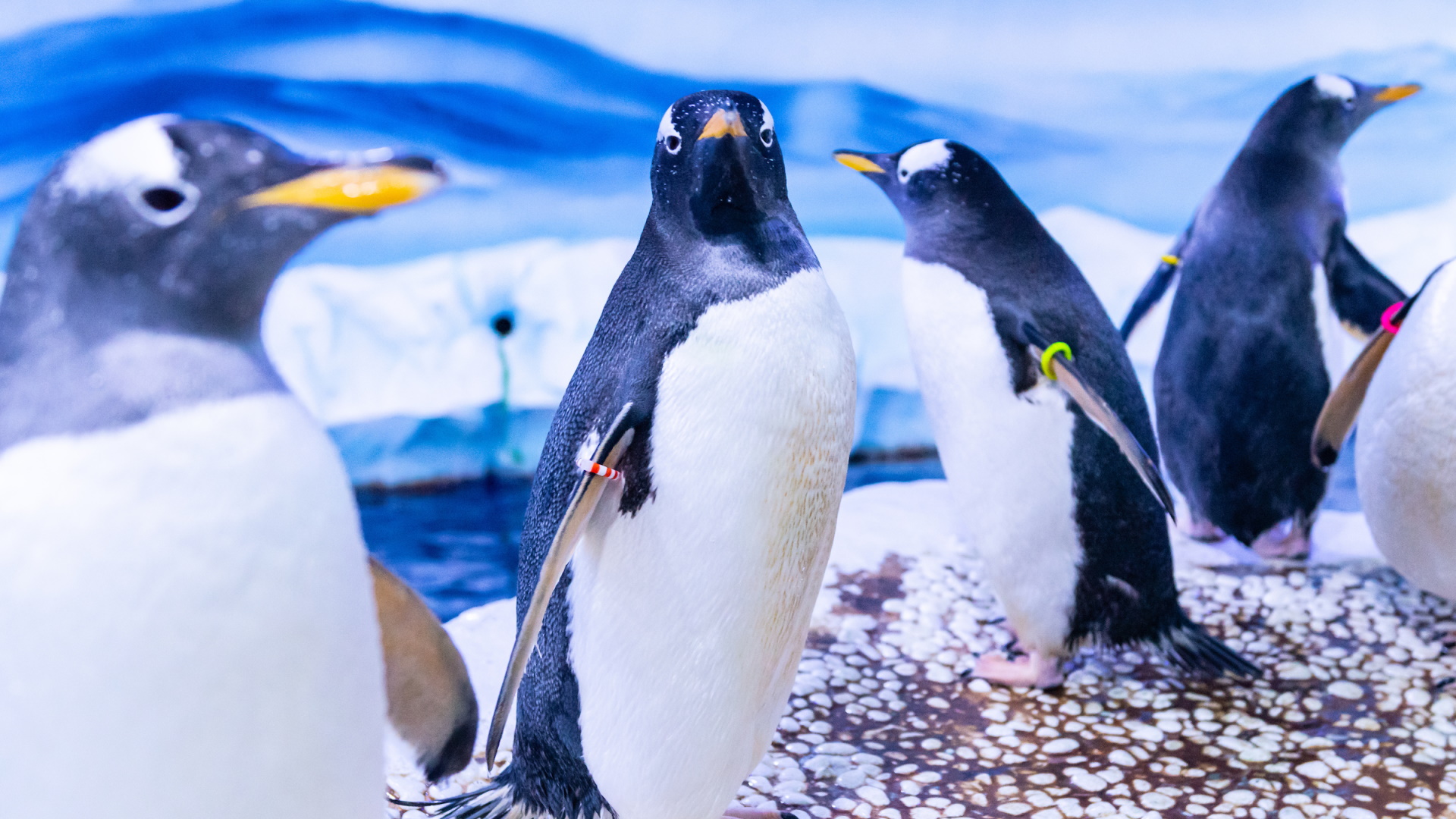 SEA LIFE London Aquarium - Penguins