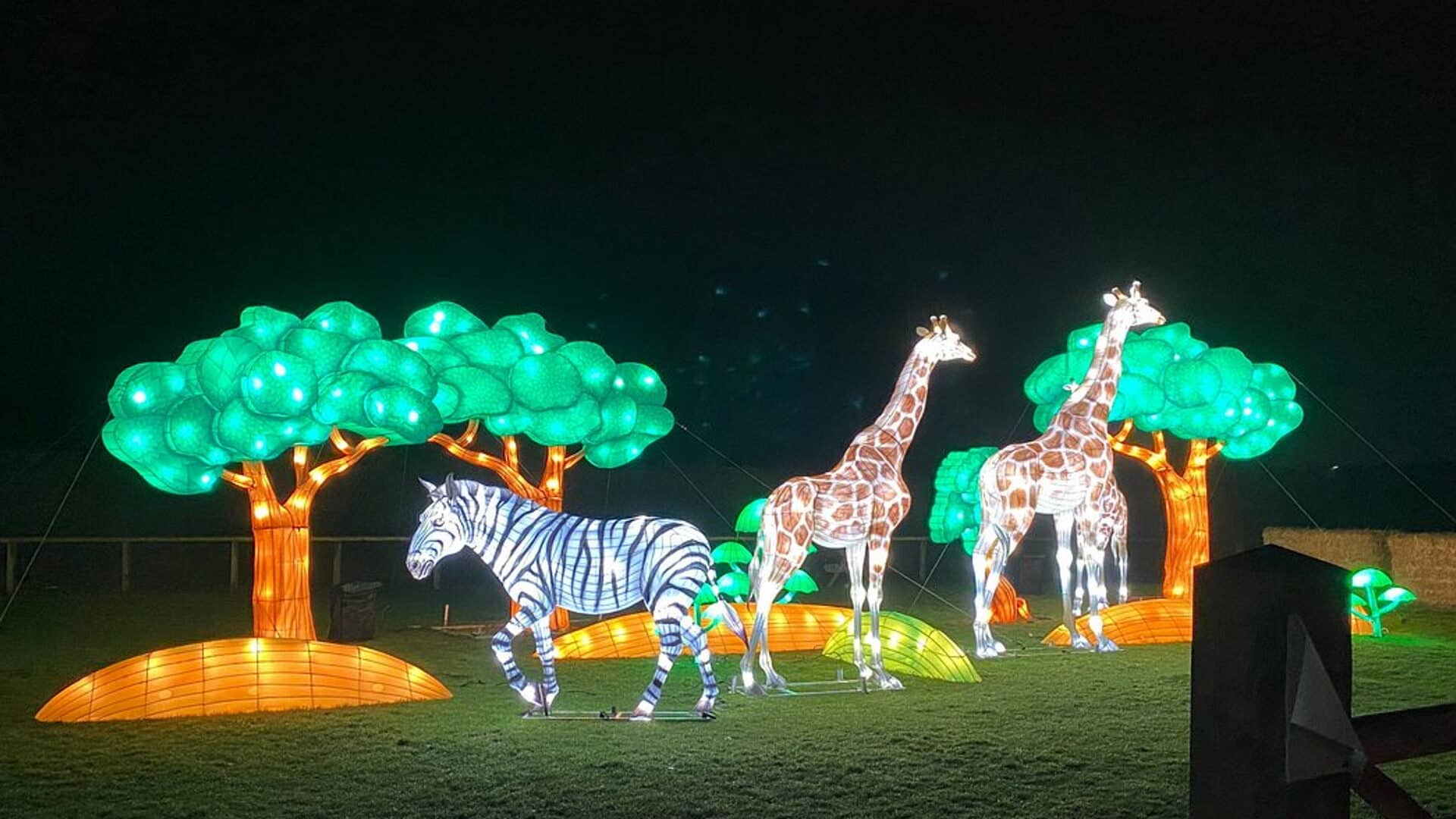 Yorkshire Wildlife Park - Winter Illuminations Giraffe