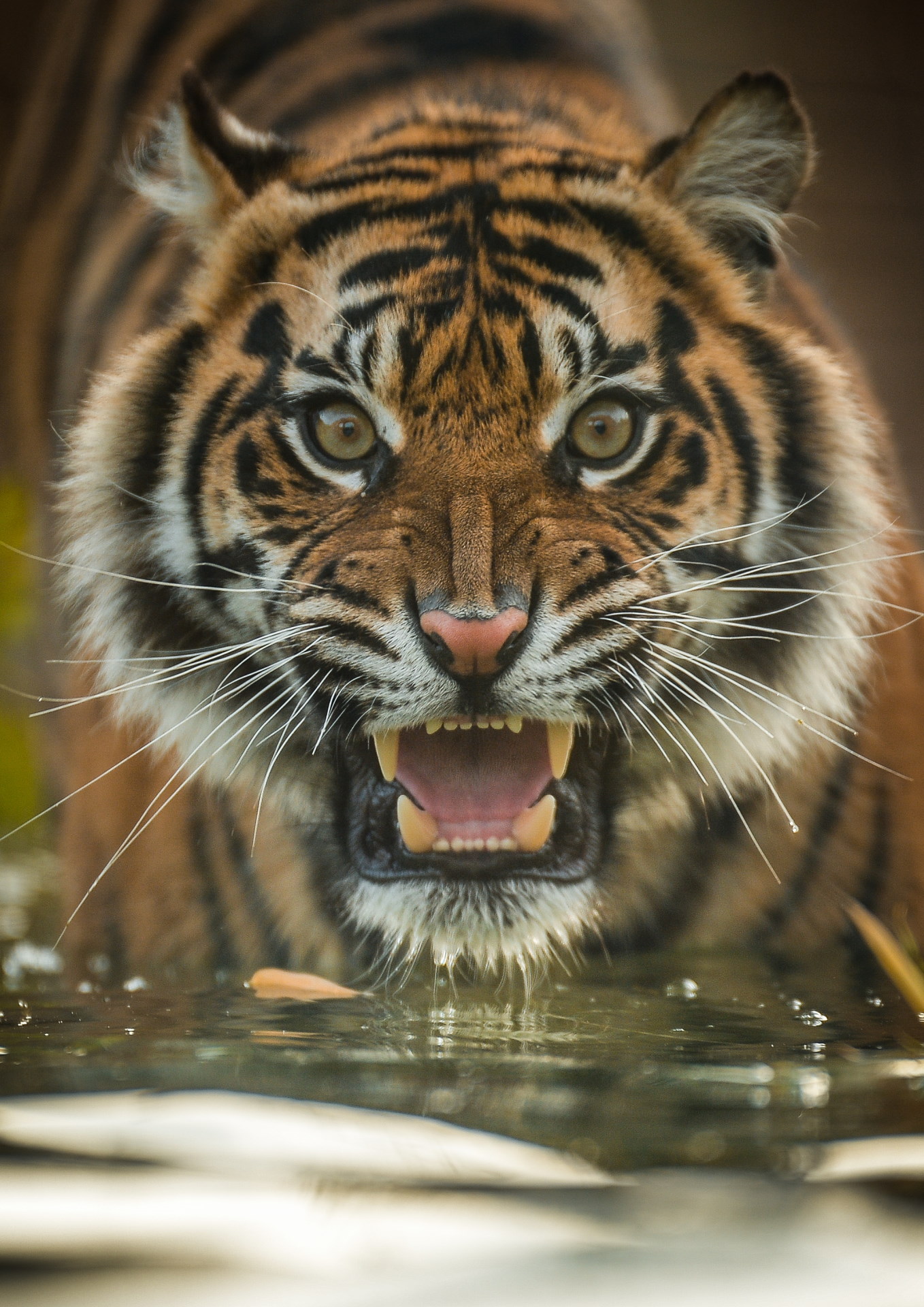 Chester Zoo - Sumatran tiger