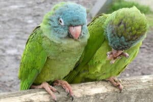 Lincolnshire Wildlife Park - Parrots