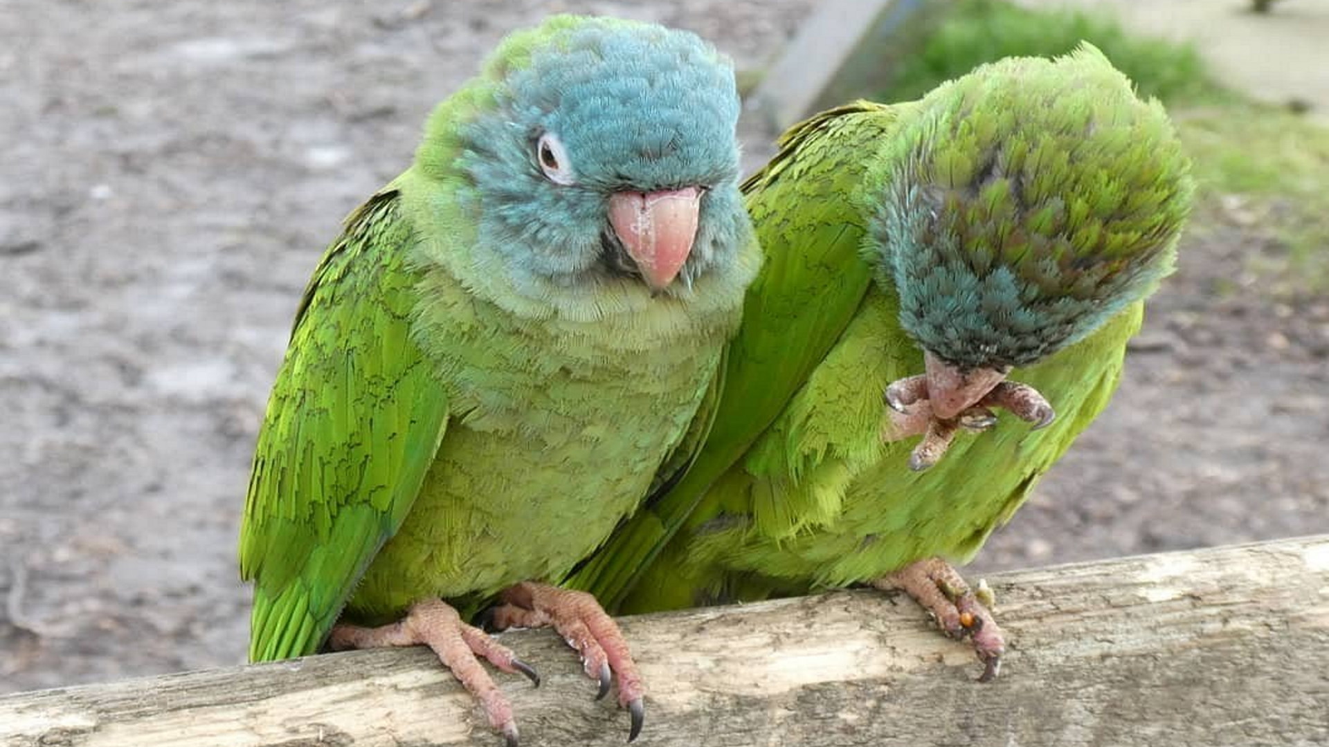 Lincolnshire Wildlife Park - Parrots