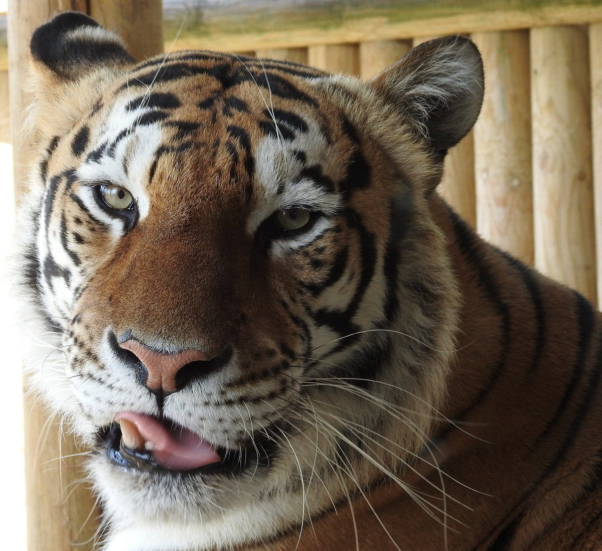 Lincolnshire Wildlife Park - Tiger