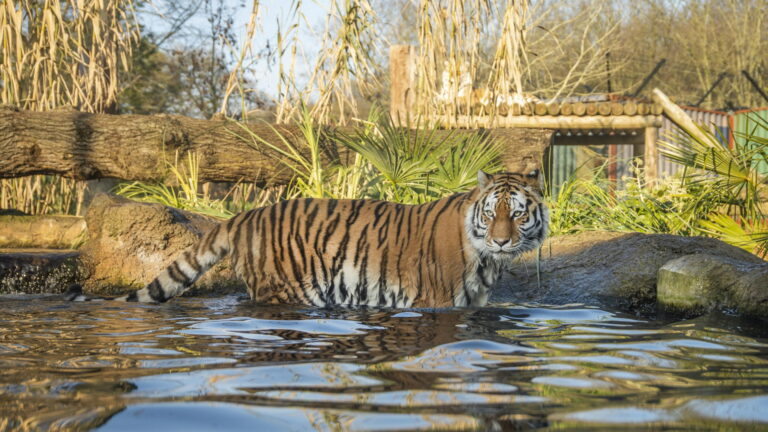 Paradise Wildlife Park - Land of the Tigers