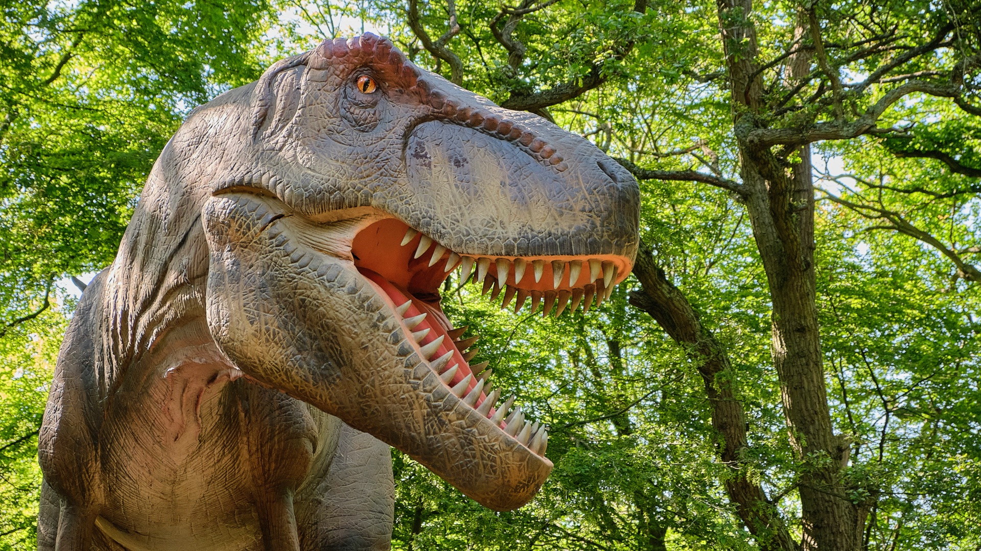 Paradise Wildlife Park - T-Rex