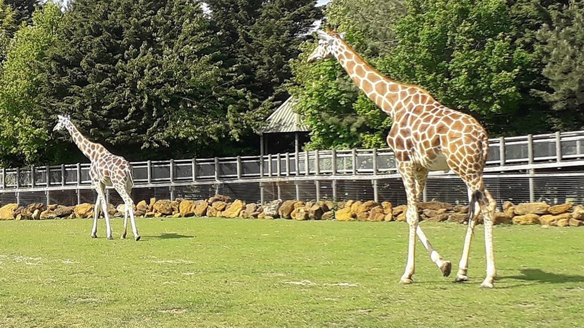 Banham Zoo - Giraffes