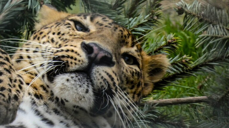 Banham Zoo - Leopard