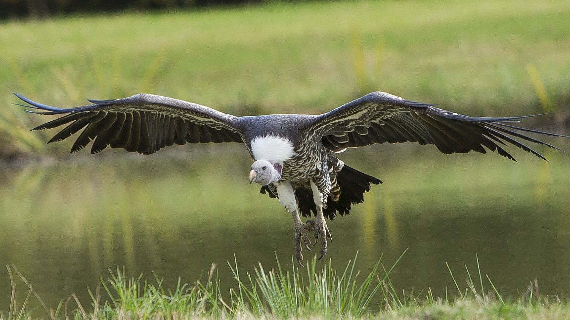 Banham Zoo - Rüppell’s Griffon Vulture