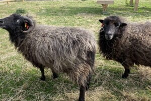 Askham Bryan Wildlife and Conservation Park - Sheep