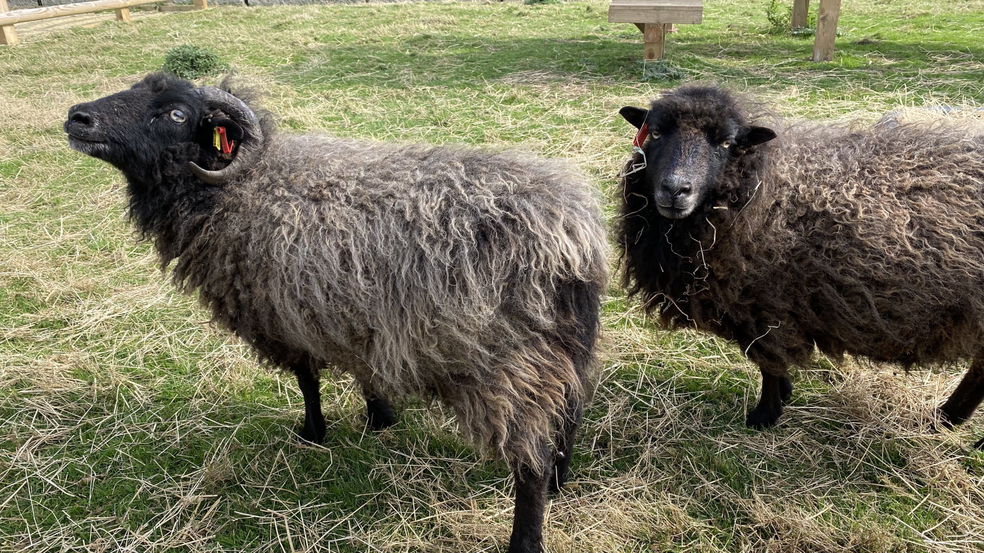 Askham Bryan Wildlife and Conservation Park - Sheep