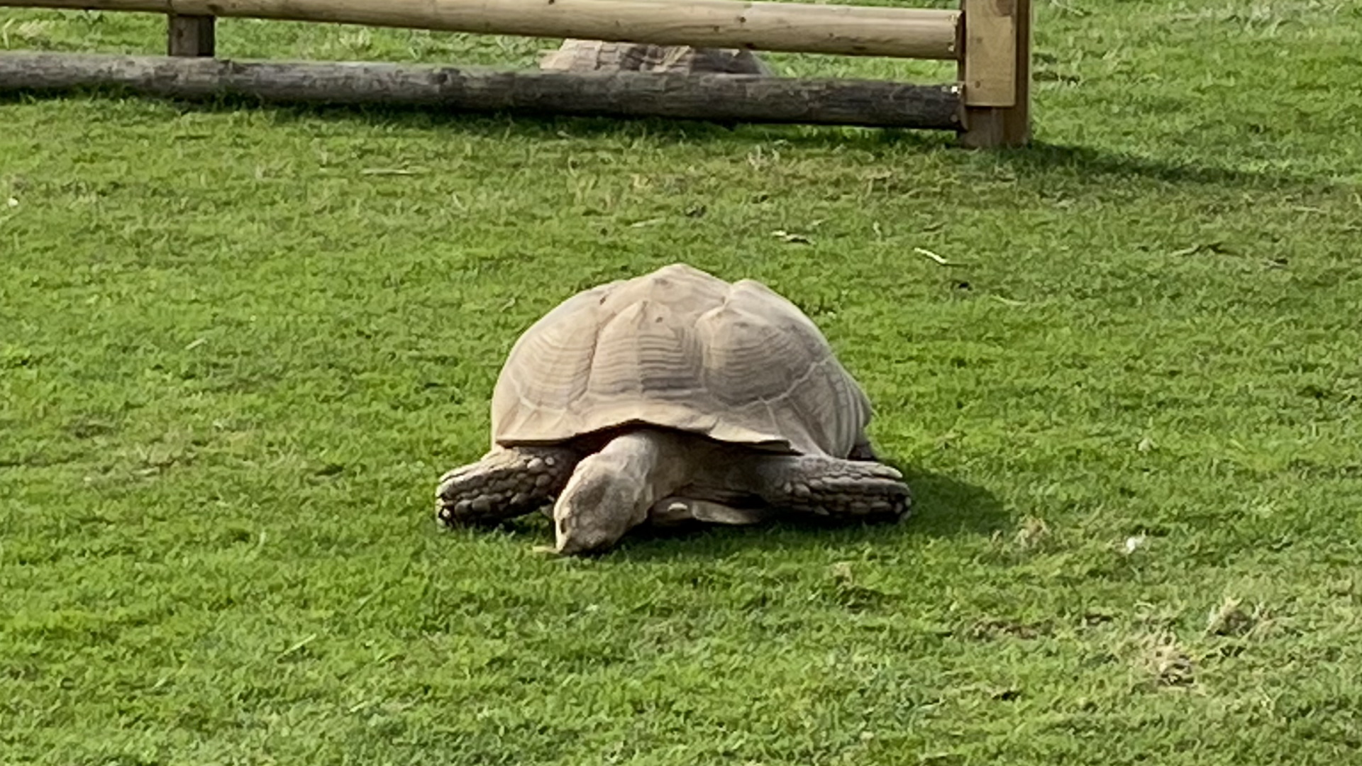 Askham Bryan Wildlife and Conservation Park - Tortoise