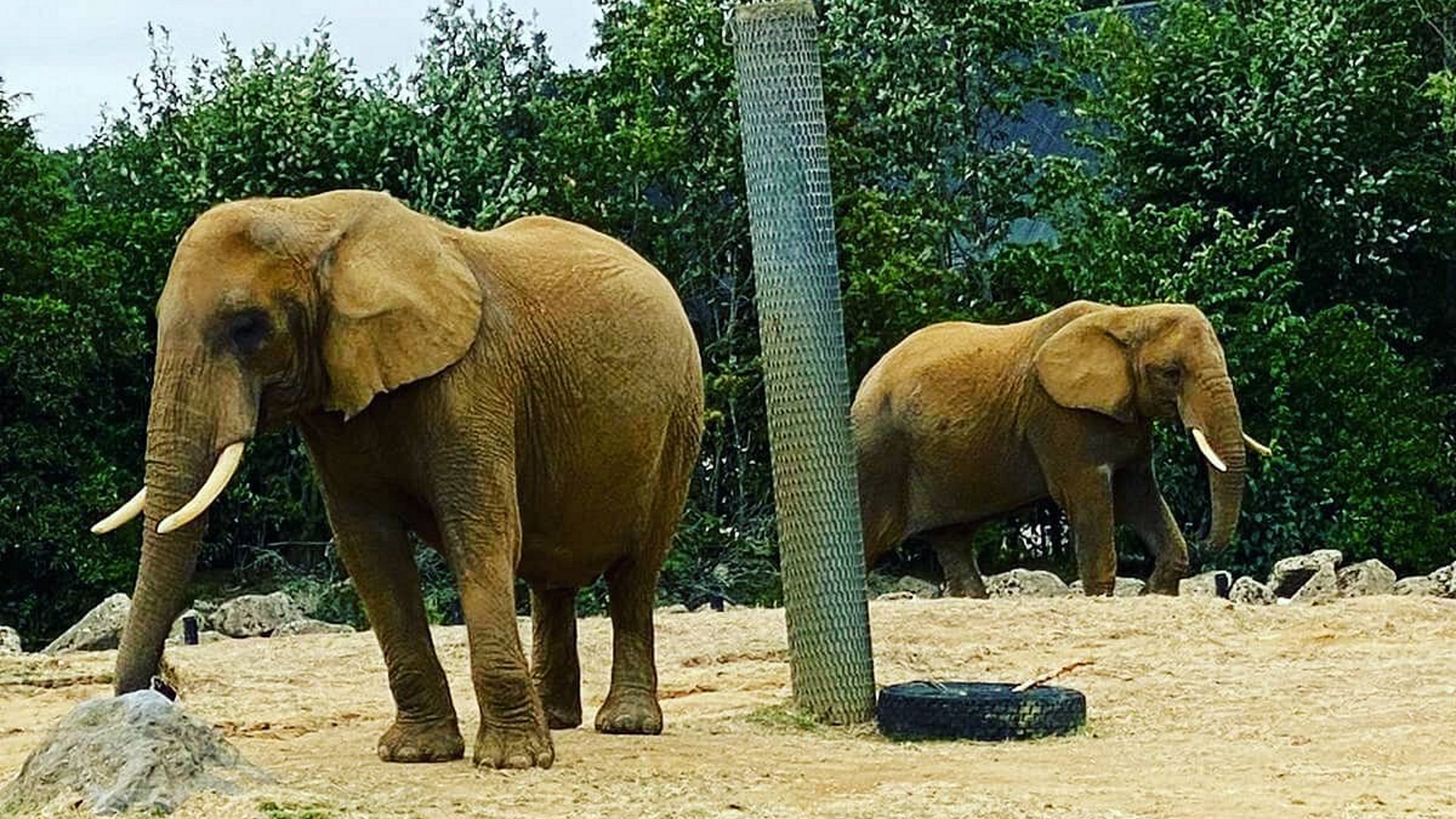 Colchester Zoo - Elephants