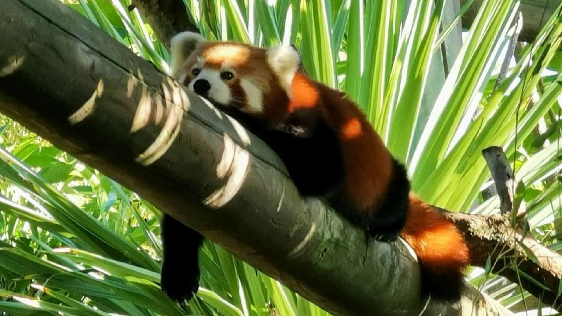 Colchester Zoo - Red Panda