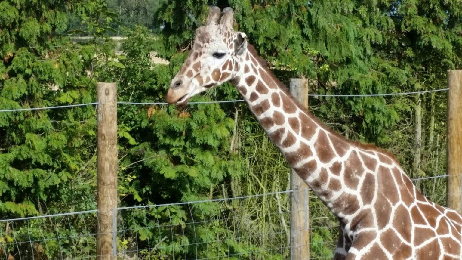 Twycross Zoo | Attractions Near Me