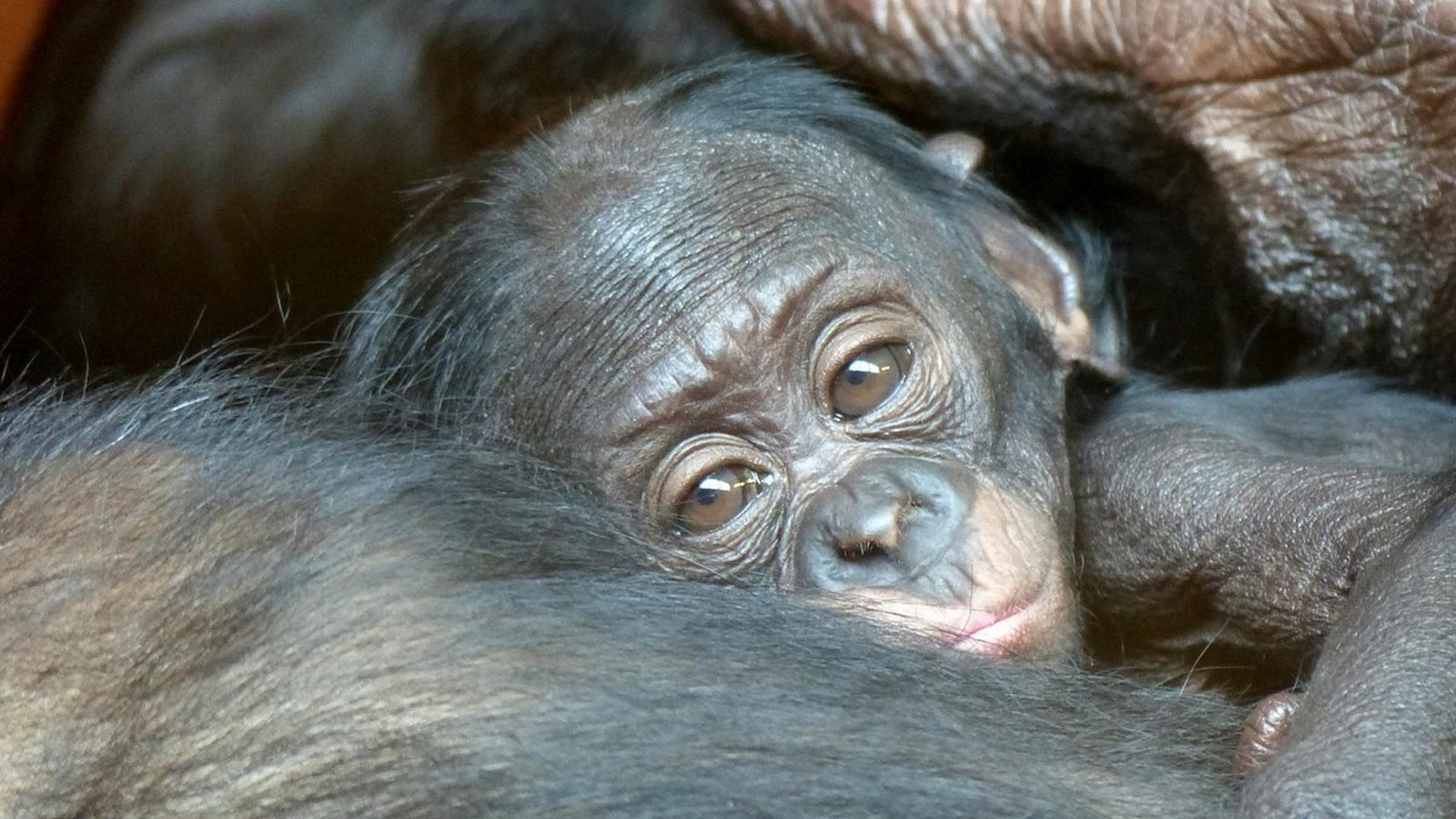 Twycross Zoo - Monkey Cuddles