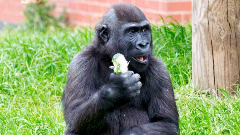 Twycross Zoo Western Gorilla 768x432