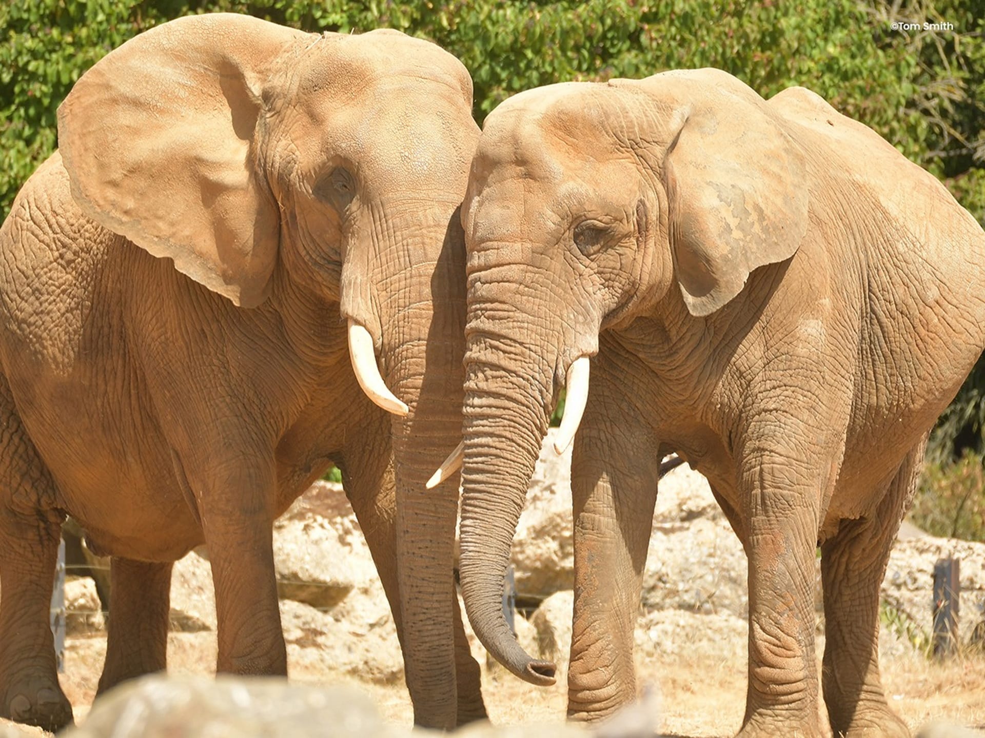 Colchester Zoo - African Elephants