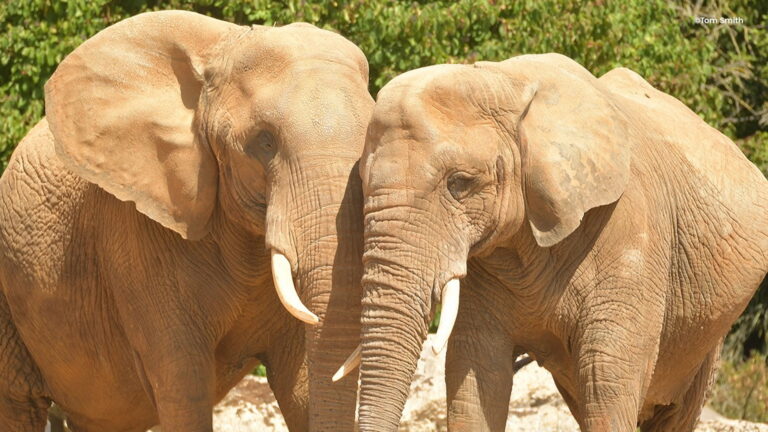 Colchester Zoo - African Elephants