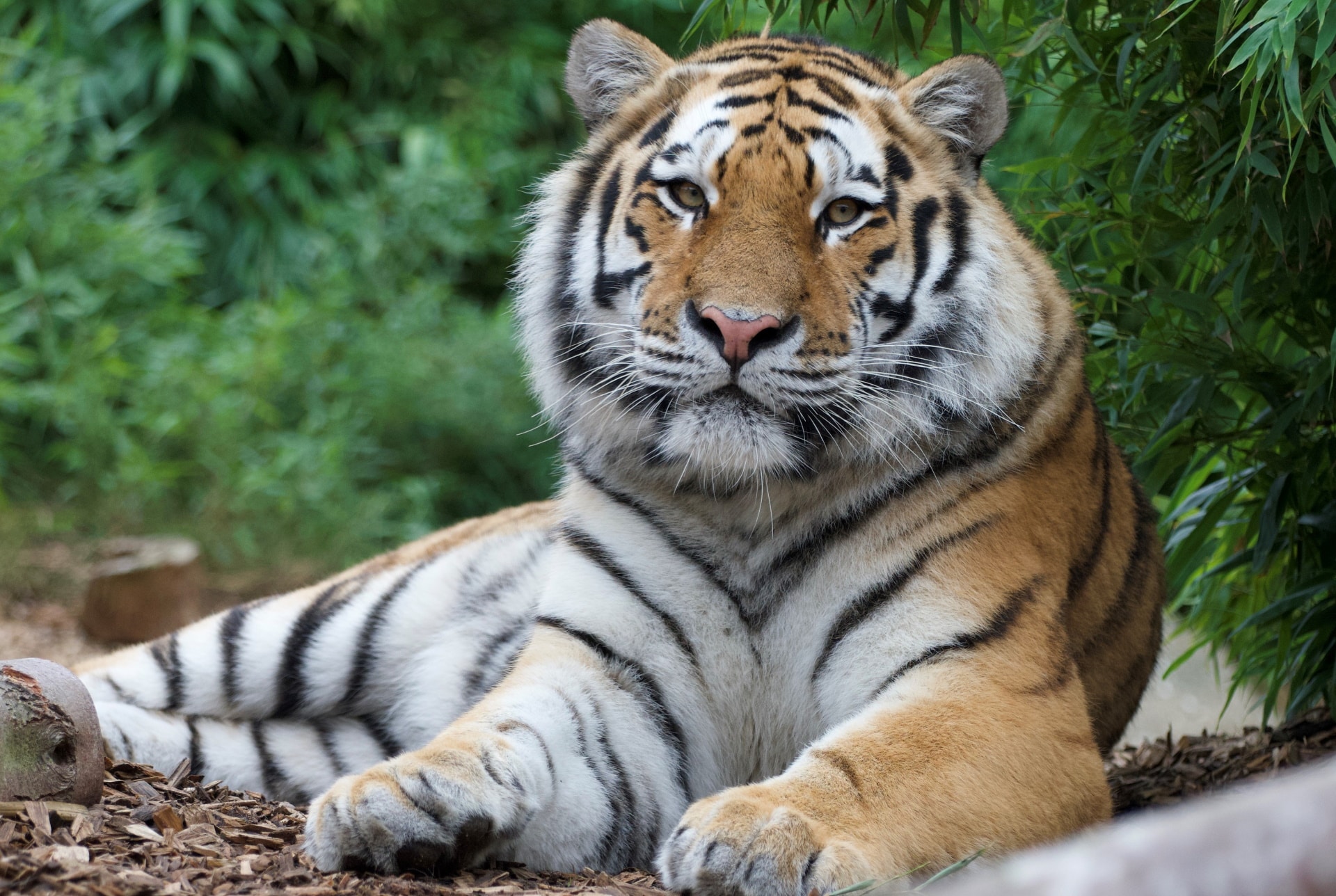 Colchester Zoo - Amur Tiger