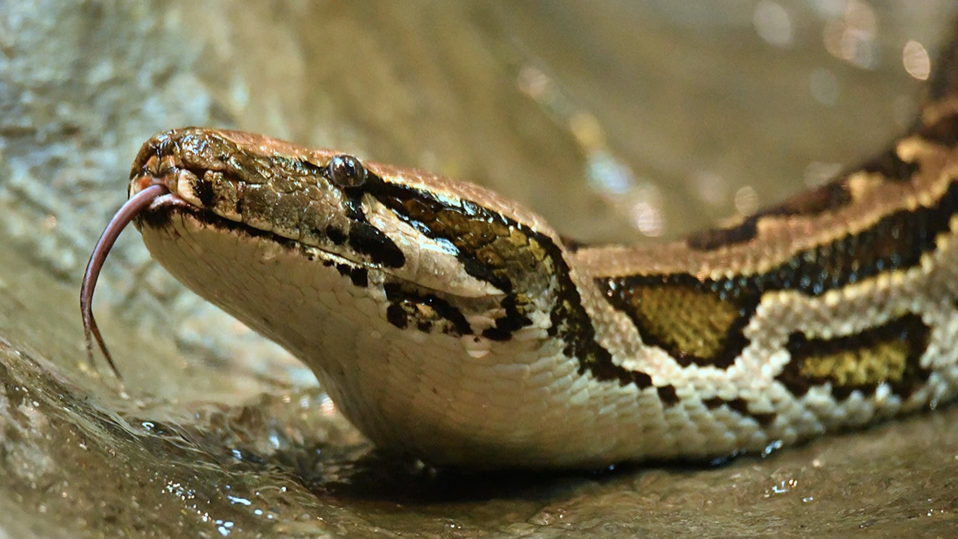 Colchester Zoo - Burmese Python