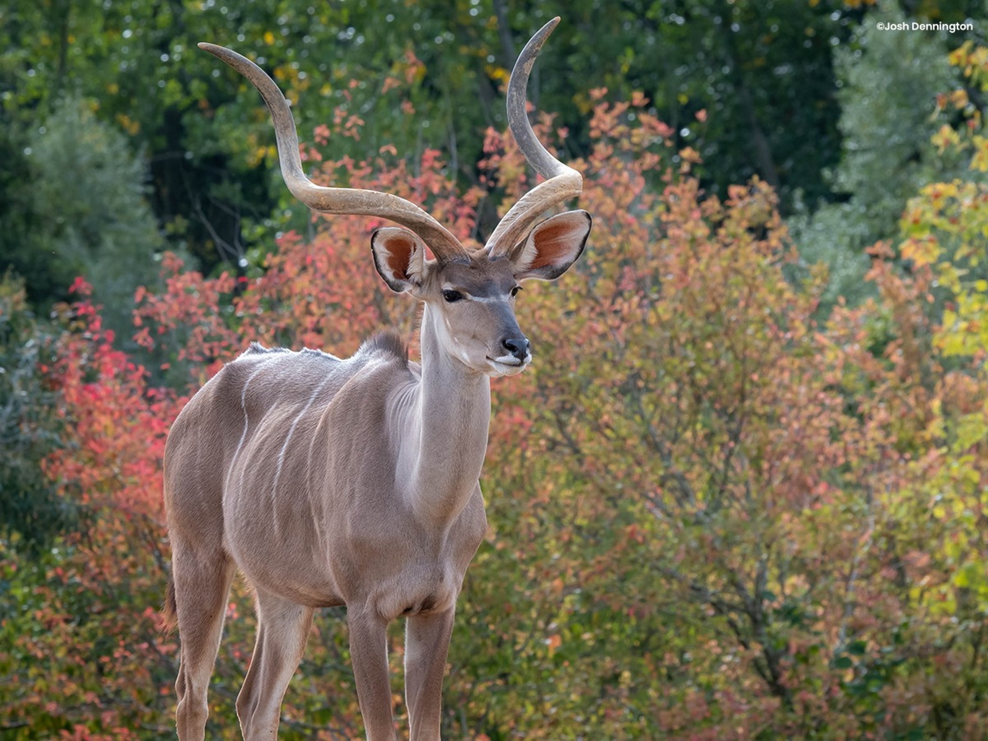 Colchester Zoo - Greater Kudu