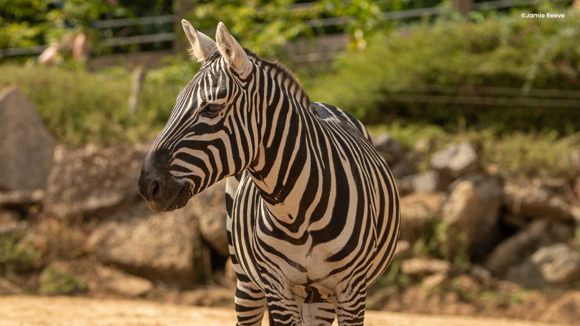 Colchester Zoo - Maneless Zebra