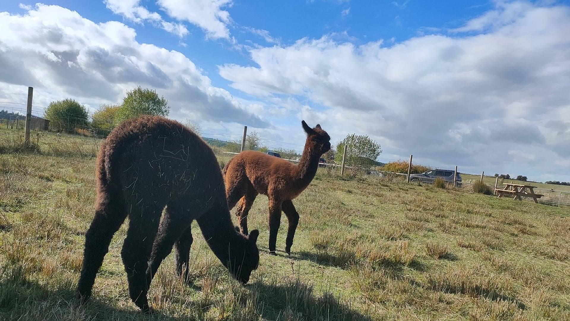 Frankly Alpacas - Grazing