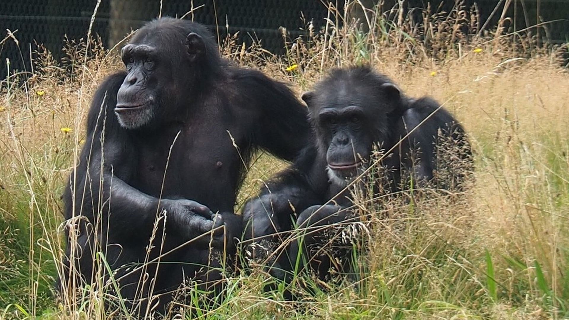 Monkey World - Chimpanzees