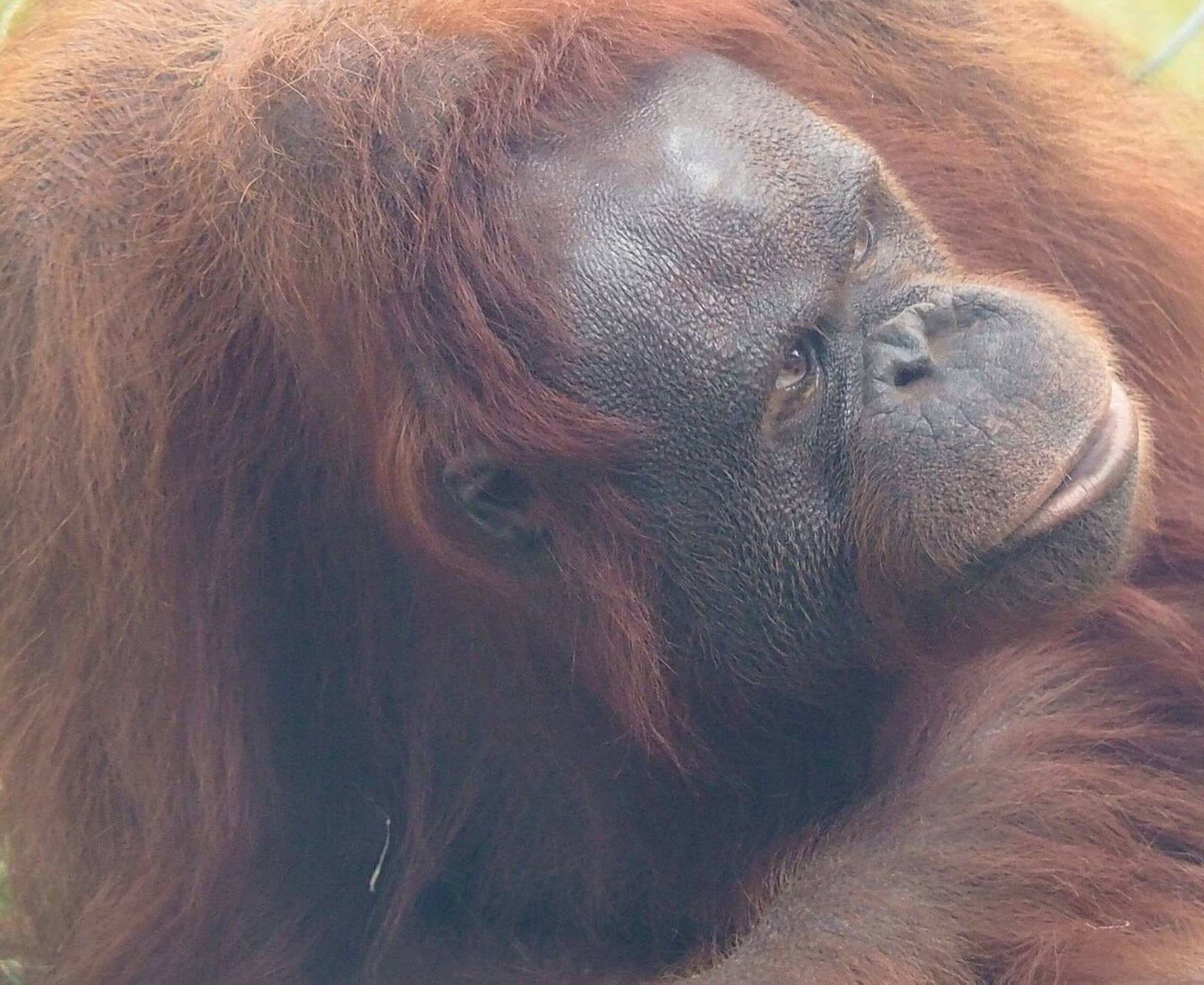 Monkey World - Orangutan