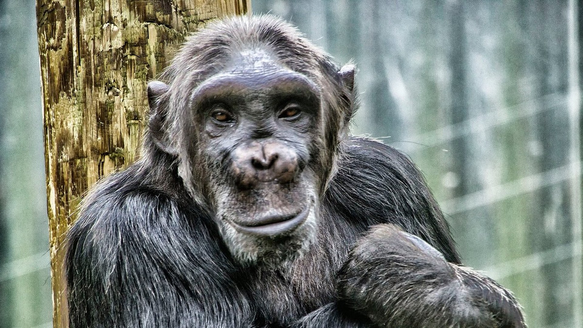 Monkey World - Happy Monkey