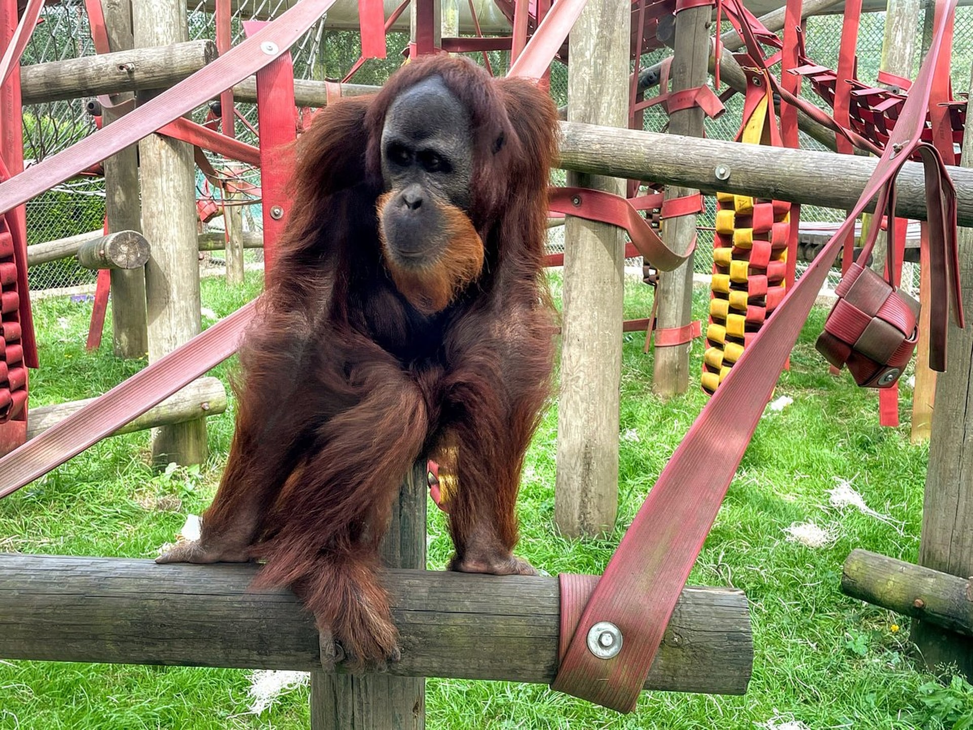 Monkey World - Orangutan Play Equipment