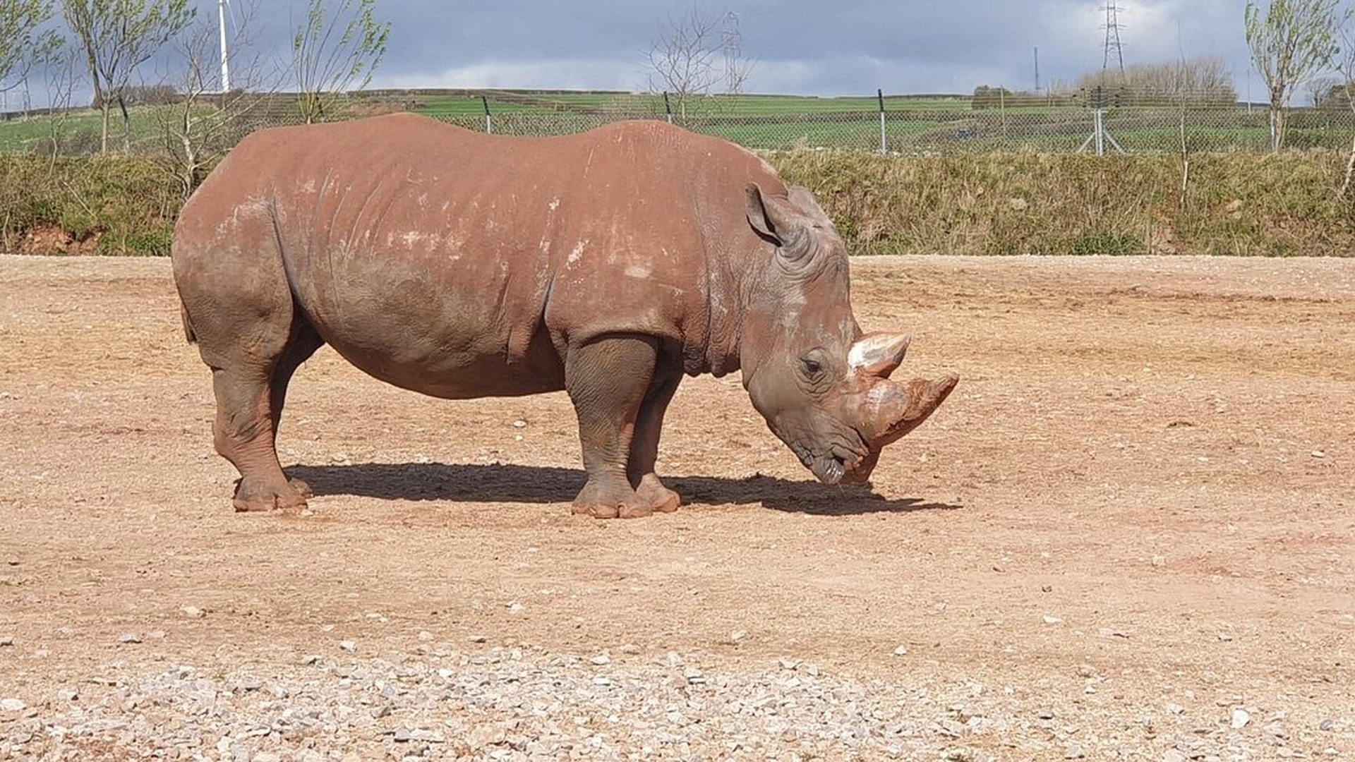 South Lakes Safari Zoo - Rhinoceros